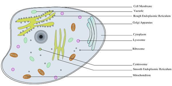 Animal And Plant Cell Chart