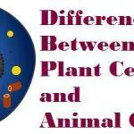 Featured_img_Plant_Cell_Animal_Cell