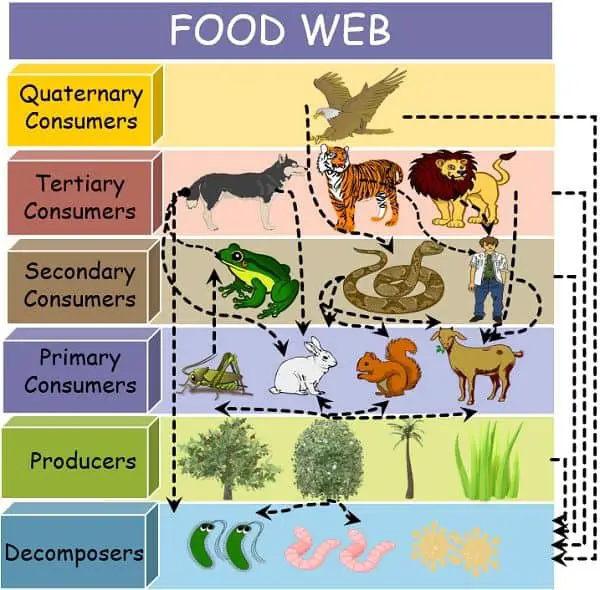 Difference Between Food Chain and Food Web (with Comparison Chart) - Bio  Differences