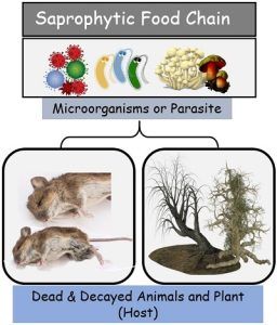 Difference Between Food Chain And Food Web (with Comparison Chart ...