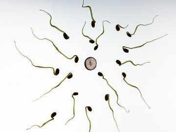 human sperm and egg