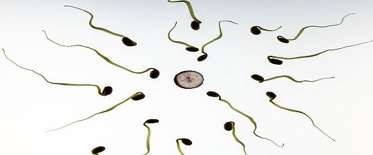 sperm Human femal