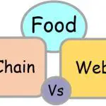 Food chain Vs Food web