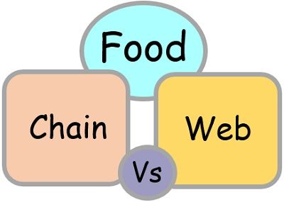 Food chain Vs Food web
