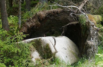 Tree Root Depth Chart