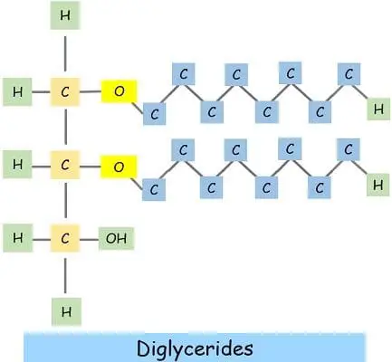 diglycerides