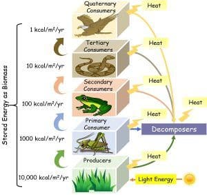 Difference Between Food Chain and Food Web (with Comparison Chart ...