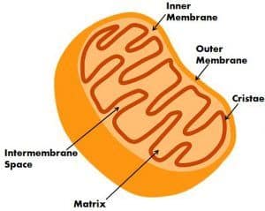 Difference Between Mitochondria and Chloroplast (with Comparison Chart ...