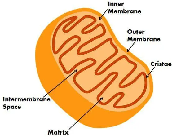 Mitochondria_content