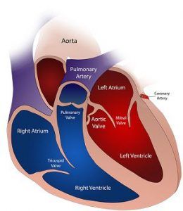 Difference Between Arteries and Veins (with Comparison Chart and ...