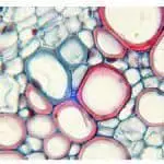 featured_img_mitochondria_Vs_chloroplast