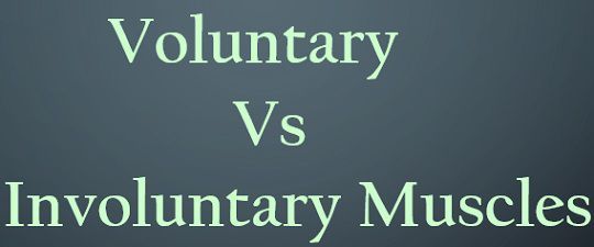 Difference Between Voluntary and Involuntary Muscles (with Comparison