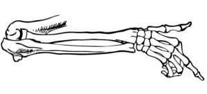 Difference Between Tendons and Ligaments (with Comparison Chart) - Bio ...