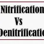 Nitrification_Vs_Denitirification_featured_img