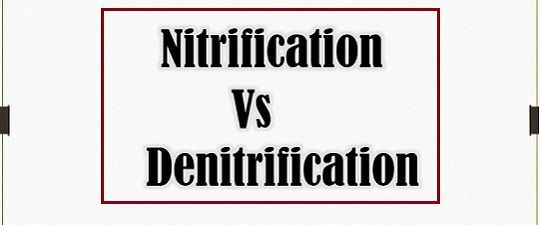 difference-between-nitrification-and-denitrification-with-comparison