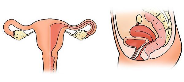 Difference Between Male And Female Reproductive System With Comparison Chart Bio Differences