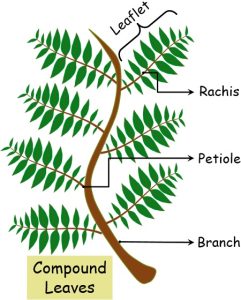 Difference Between Simple and Compound Leaves (with Comparison Chart ...