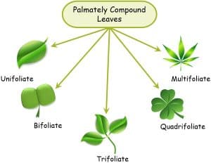 Difference Between Simple And Compound Leaves (with Comparison Chart ...