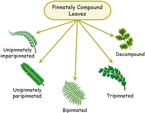 Pinnately compound leaves