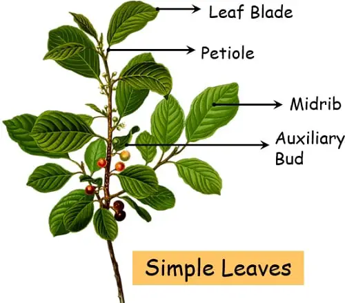 Simple leaves