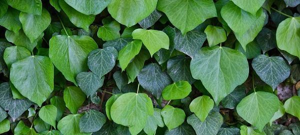 Leaf Chart With Names