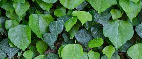 lobed-leaf-plant-definition-leafandtrees