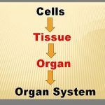 Tissue_Vs_Organs_featured_img