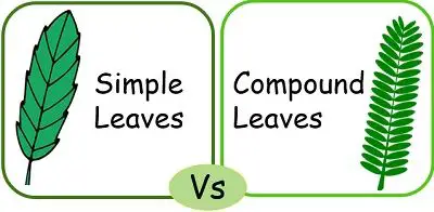 simple vs compound leaves