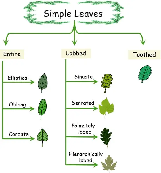 Types of Simple leaves