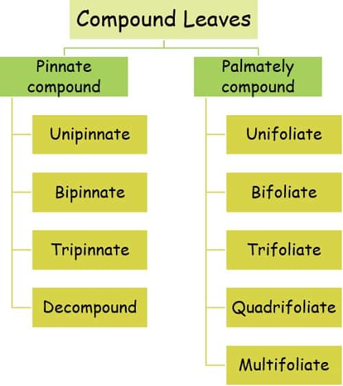 Types of compound leaves