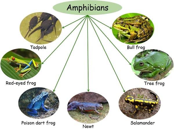 Difference Between Amphibians and Reptiles (with Comparison Chart and  Similarities) - Bio Differences