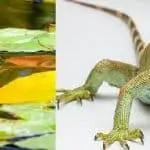 Amphibians_Vs_Reptiles_content