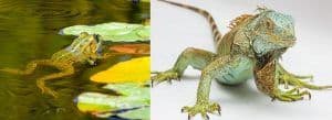 Difference Between Amphibians and Reptiles (with Comparison Chart and