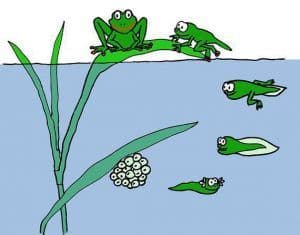 Difference Between Amphibians and Reptiles (with Comparison Chart and