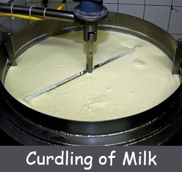 Curdling of milk