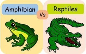 Difference Between Amphibians And Reptiles (with Comparison Chart And ...