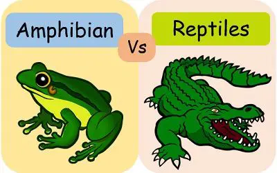 Difference Between Amphibians and Reptiles (with Comparison Chart and  Similarities) - Bio Differences