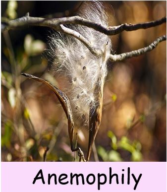 Anemophily - cross pollination