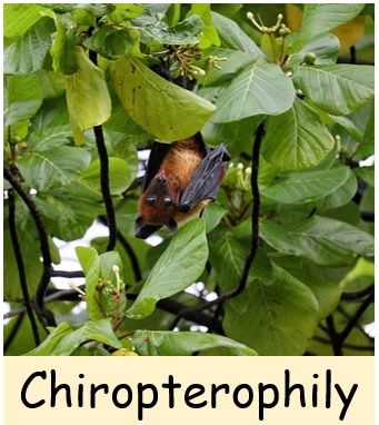 Chiropterophily- cross pollination