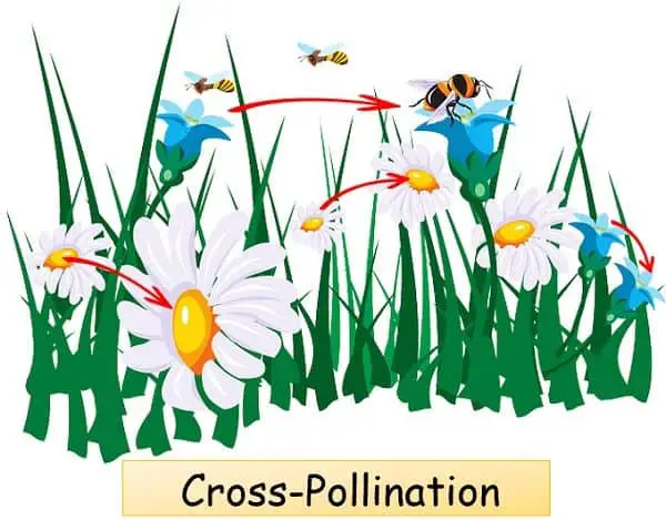 Cross pollination
