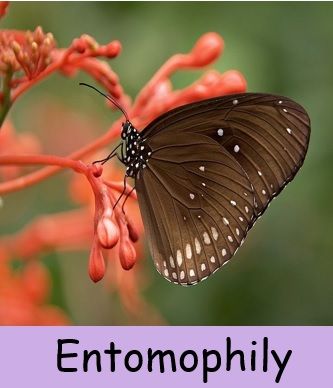 Entomophily-cross pollination