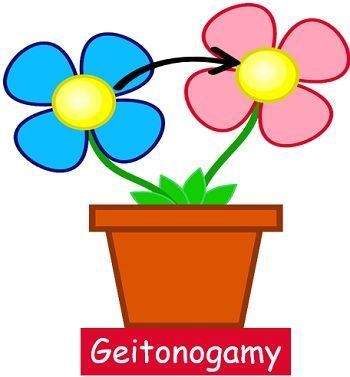 Geitonogamy Self-pollination