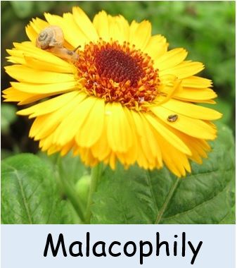 Malacophily-cross pollination