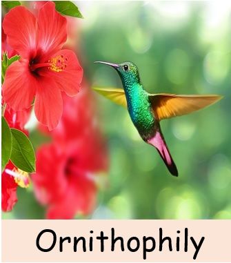 Ornithophily- Cross Pollination