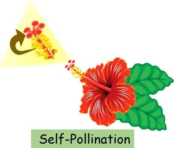 Self pollination