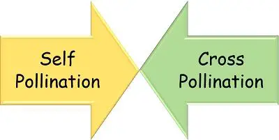 Self-pollination vs Cross-pollination