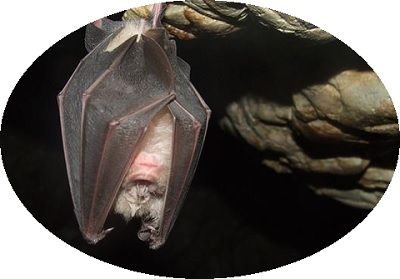 Bats hibernation