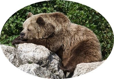 Bear Hibernation