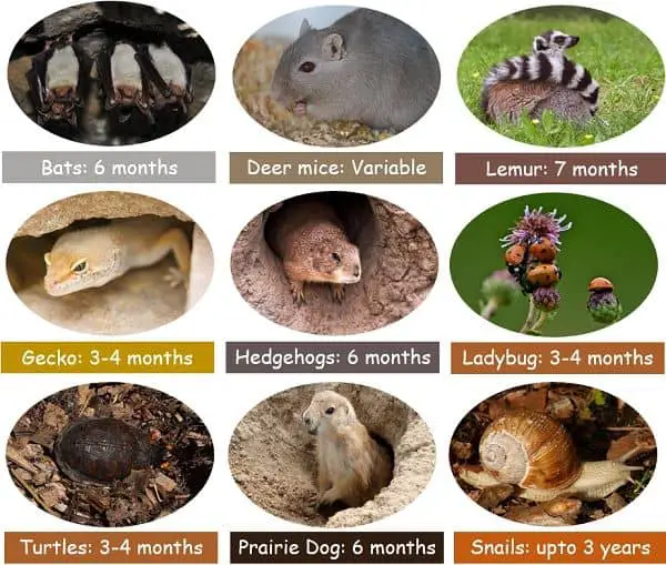 Hibernation examples