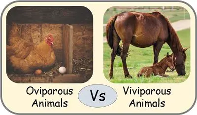 Oviparous vs Viviparous animals